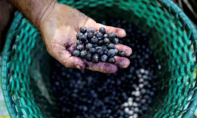 Governo comprará açaí, pescados e castanhas por causa do tarifaço, mas carne e café ficam de fora; veja lista