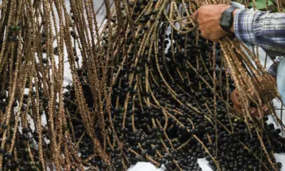 Complexo Industrial do Açaí de Feijó precisa acabar com o principal gargalo: o marreteiro