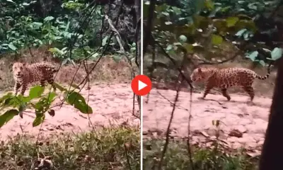 Vídeo mostra Onça Pintada em ramal de Sena Madureira