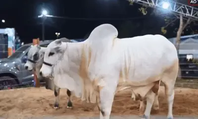 Com animais de elite, Leilão da Genética Conquista movimenta Expoacre