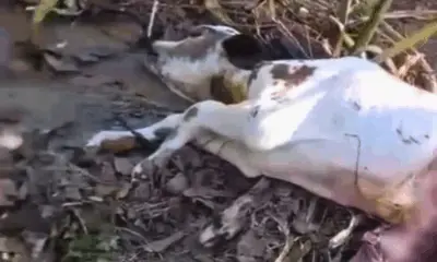 Onça ataca e mata bezerro em fazenda de Sena Madureira