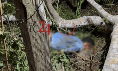 Homem morre ao ser atingido por galho durante corte de árvore