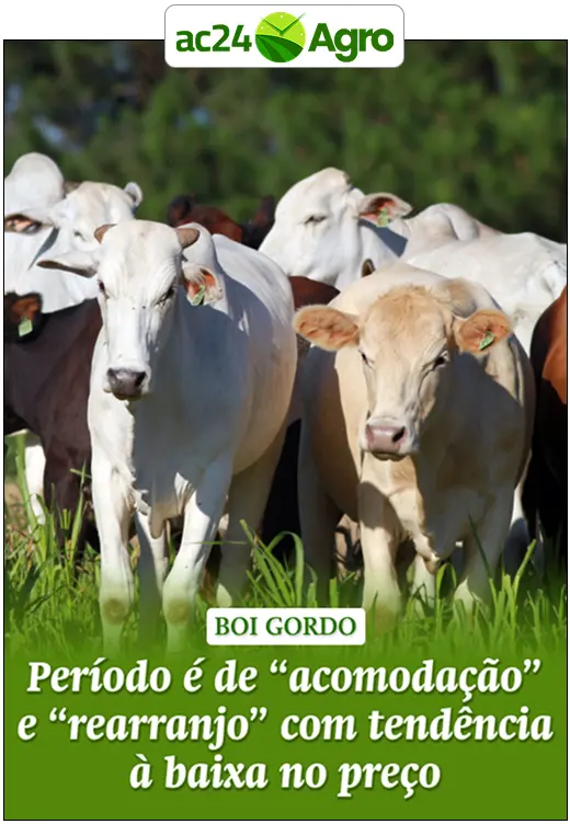 Período é de “acomodação” e “rearranjo” com tendência à baixa no preço
