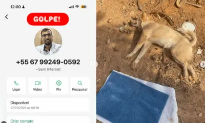 ONG de Rio Branco denuncia golpe durante tratamento de cadela paraplégica