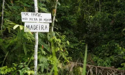 Amazônia: apenas 7% das ações criminais por grilagem resultam em condenação, aponta estudo