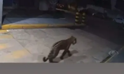Equipe especializada busca onça-pintada que circula por bairros de Ji-Paraná (RO)