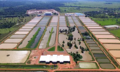 Justiça determina leilão de ativos da empresa Peixes da Amazônia avaliados em R$ 19 milhões