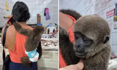 Macaco de fralda é visto em mercado no interior do Acre