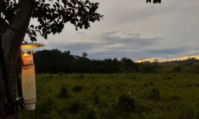 Pesquisa realizada em Cruzeiro do Sul aponta relação entre desmatamento e aumento da malária
