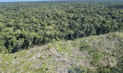 Feijó está entre os 10 que concentram quase 30% do desmatamento nos últimos 12 meses