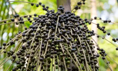 COP 30, em Belém, proíbe açaí e prevê pouca carne vermelha