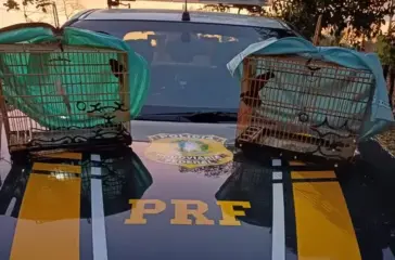 PRF resgata curiós transportados ilegalmente na BR-317, no Acre