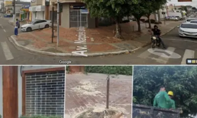 Derrubada de árvores em Rio Branco pela Semeia gera debate nas redes sociais