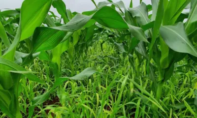 Governo libera zoneamento agrícola para milho consorciado com braquiária no Acre