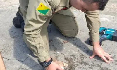 150 animais já foram resgatados pelos bombeiros este ano em Cruzeiro do Sul