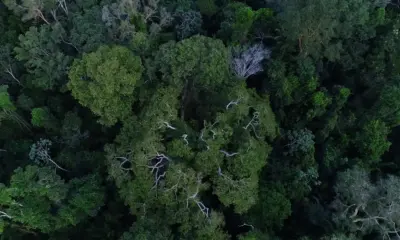 Brasil tem o desafio de elevar financiamento para florestas na COP30