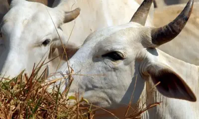 Controle de verminoses no gado: agosto é o mês de agir no Acre