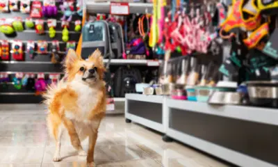 Do balcão à prefeitura: como transformar um negócio pet num fornecedor de serviços públicos sem perder a clientela particular