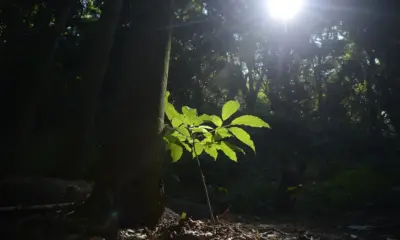 Posseiros de dois seringais de Tarauacá reagem a projeto de crédito de carbono