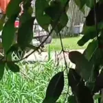 whatsapp-video-2025-08-19-at-14-40-41-mp4;whatsapp-video-2025-08-19-at-14-40-42-1-mp4;whatsapp-video-2025-08-19-at-14-40-42-2-mp4;whatsapp-video-2025-08-19-at-14-40-42-mp4