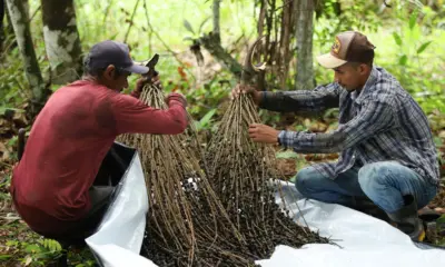 Dia do Açaí: Feijó foi a primeira cidade do Brasil a ter selo de Indicação Geográfica
