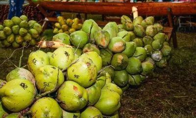 Cacho com 60 cocos e fruto com quase um litro de água ganham disputa em Mâncio Lima