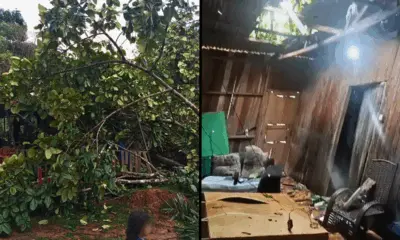 Com ventos de quase 50 km/h, temporal derruba árvores e gera transtornos
