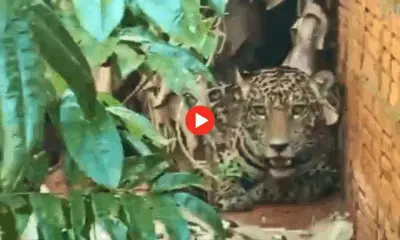 Onça aparece no quintal de casa na Vila Extrema, em Porto Velho