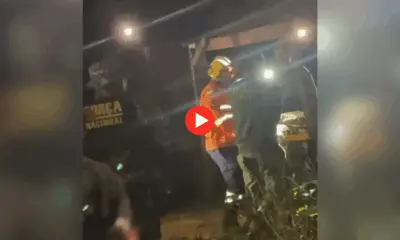 Onça é capturada após circular por ruas e quintais em Vila Extrema, distrito de Porto Velho
