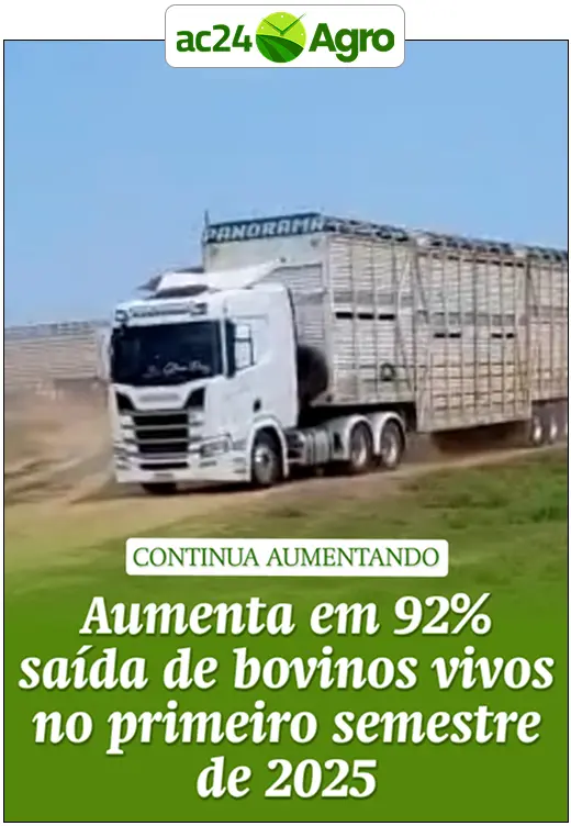 Aumenta em 92% saída de bovinos vivos no primeiro semestre de 2025