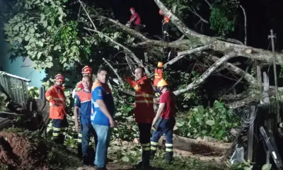 Sete bairros de Rio Branco registram ocorrências de quedas de árvores