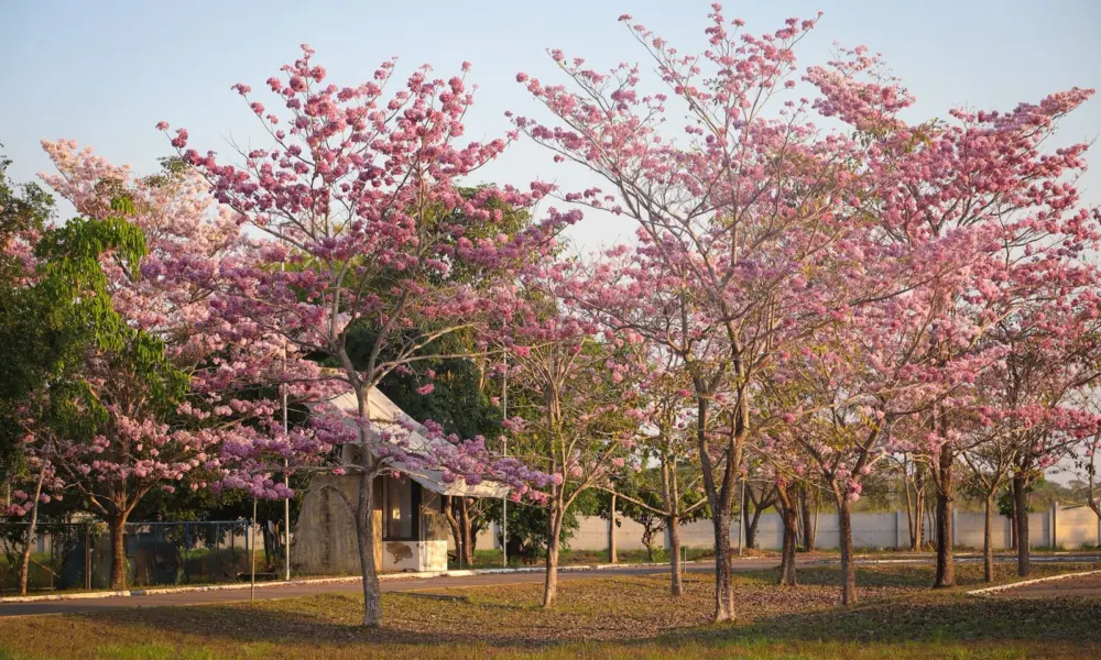 Efêmera e marcante, florada dos ipês ilustra beleza nativa no Acre