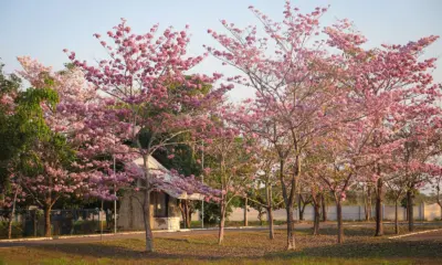 Efêmera e marcante, florada dos ipês ilustra beleza nativa no Acre
