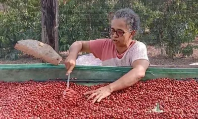 Quatro cafeicultoras acreanas estão entre as 100 mais bem avaliadas do país
