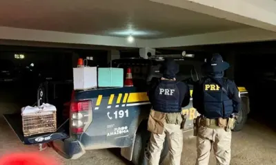 PRF apreende drogas, resgata aves e cumpre mandado de prisão no Acre