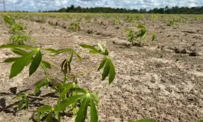 Governo Federal libera R$ 18 milhões para combater vassoura-de-bruxa no Amapá