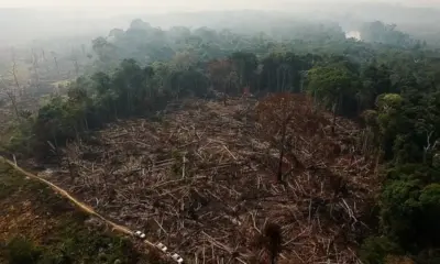 Governo lança ferramenta com IA para monitorar Amazônia em tempo quase real