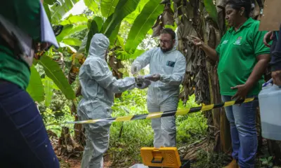 Acre confirma foco de praga quarentenária em plantação de banana