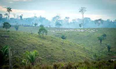 Governo quer padronizar autorização para desmate por causa do CAR