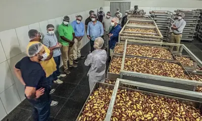 Compradores internacionais destacam qualidade da castanha-do-brasil em visita à Cooperacre