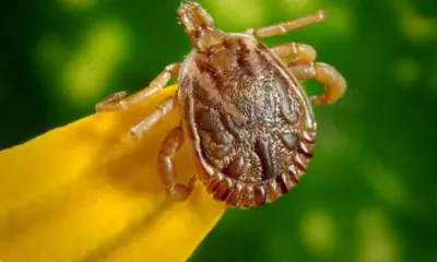 Novas espécies de carrapatos são registrados no Acre