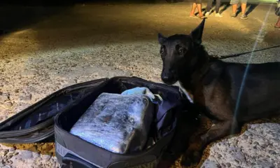 Morre cadela Tina, da PM de Cruzeiro do Sul, após 8 anos de serviço
