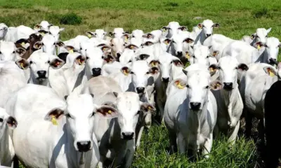 Senador Guiomard se destaca na Produção Pecuária Municipal