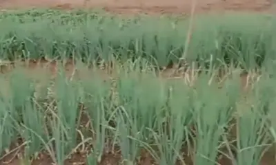 Falta de apoio para irrigação leva agricultor a desistir de produzir hortaliças