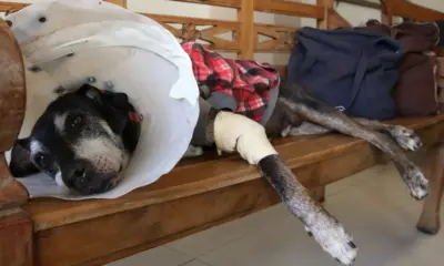Câmara aprova projeto que tipifica exercício ilegal da veterinária