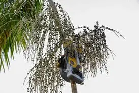 Governo Federal lança robô para modernizar a colheita de açaí na Amazônia