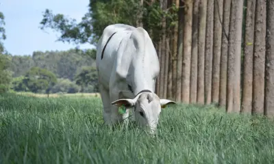 Selo Verde Acre é “a primeira camada” rumo à rastreabilidade do gado