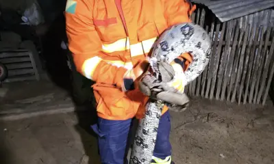 Bombeiros capturam cobra que devorava galinhas em Mâncio Lima