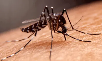Acre registra aumento de casos de dengue em 2025
