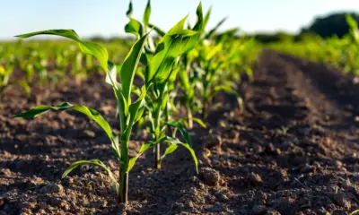 Acre está entre os estados contemplados para projetos de agricultura regenerativa